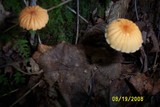 Marasmius siccus image