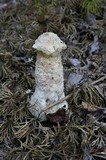 Hypomyces hyalinus image