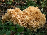 Sparassis americana image