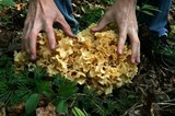 Sparassis americana image