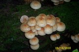 Pholiota squarrosoides image