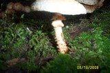 Pholiota squarrosoides image