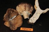 Russula cerolens image