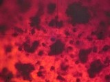Laternea pusilla image