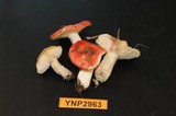 Russula cremoricolor image