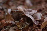 Gomphidius oregonensis image
