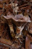 Gomphidius oregonensis image