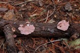 Fomitopsis cajanderi image