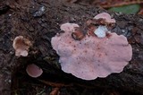 Fomitopsis cajanderi image