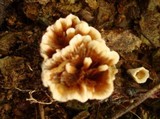 Thelephora vialis image