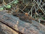 Daedalea quercina image