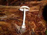 Amanita roseitincta image