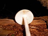 Amanita roseitincta image