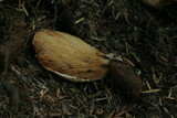 Tapinella atrotomentosa image