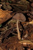 Helvella chinensis image