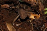 Helvella chinensis image