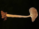 Helvella chinensis image