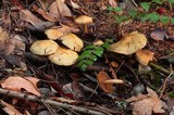 Cortinarius infractus image