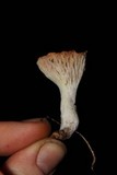 Hypomyces armeniacus image