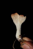 Hypomyces armeniacus image