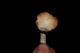 Hypomyces armeniacus image