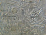 Hypomyces armeniacus image