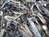 Cyathus stercoreus image