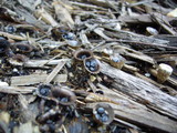 Cyathus stercoreus image