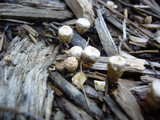 Cyathus stercoreus image