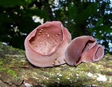 Auricularia fuscosuccinea image