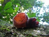 Auricularia fuscosuccinea image