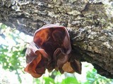 Auricularia fuscosuccinea image