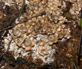 Geastrum schweinitzii image