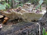 Earliella scabrosa image