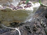 Earliella scabrosa image