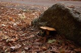 Suillus caerulescens image