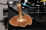 Inocybe fraudans image