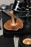 Inocybe fraudans image