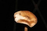 Inocybe fraudans image