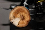 Inocybe fraudans image
