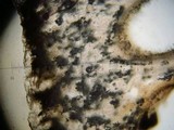 Inocybe fraudans image