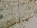 Inocybe fraudans image