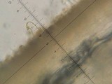Inocybe fraudans image