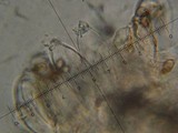 Inocybe fraudans image