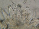 Inocybe fraudans image