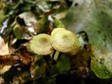 Gymnopus subnudus image