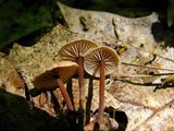 Gymnopus subnudus image