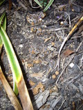 Cyathus stercoreus image