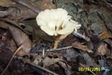 Cantharellula umbonata image