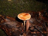 Leucoagaricus rubrotinctus image